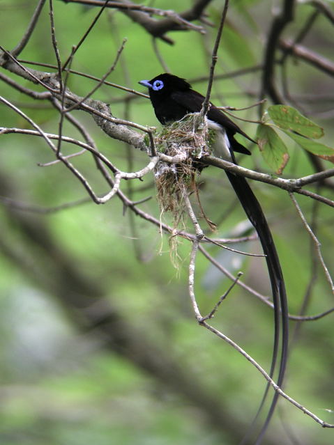 �T���R�E�`���E