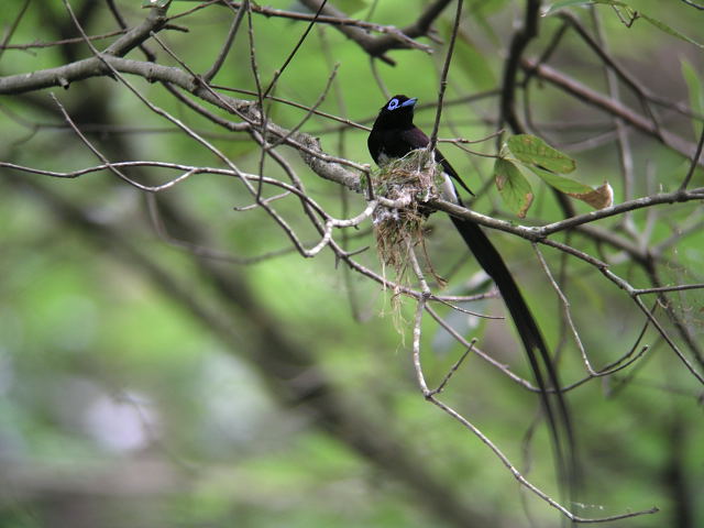 �T���R�E�`���E