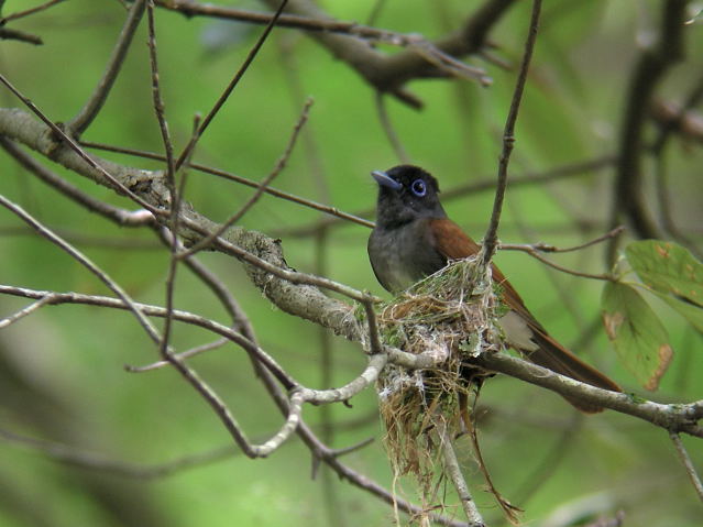 �T���R�E�`���E