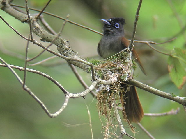 �T���R�E�`���E