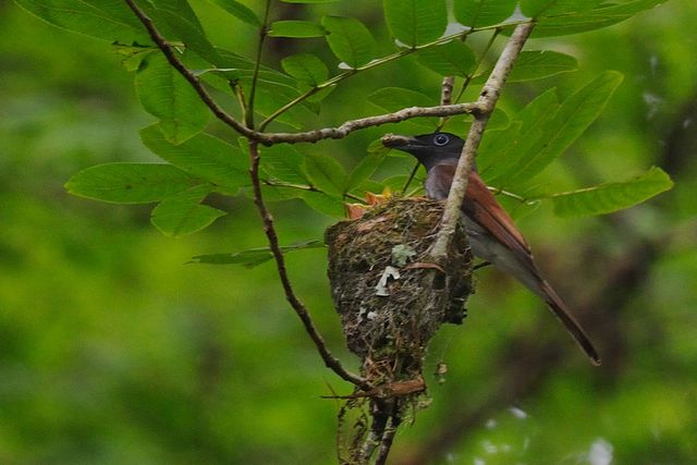 �T���R�E�`���E