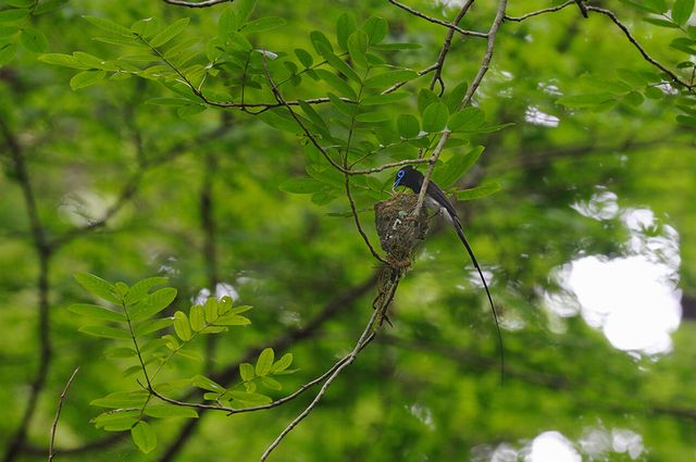 �T���R�E�`���E