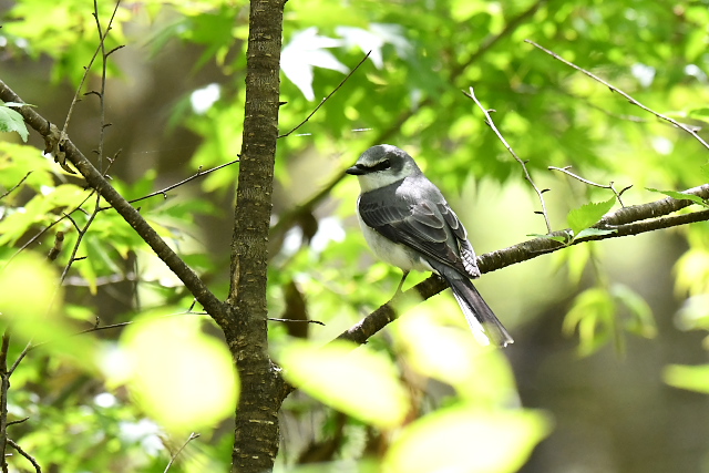 �T���V���E�N�C