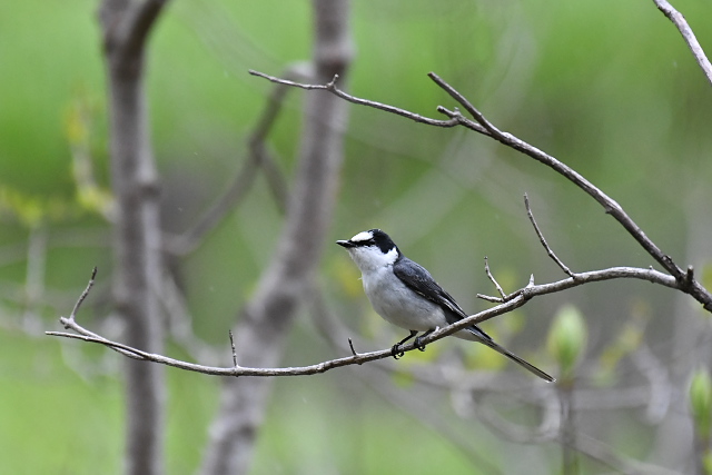 �T���V���E�N�C