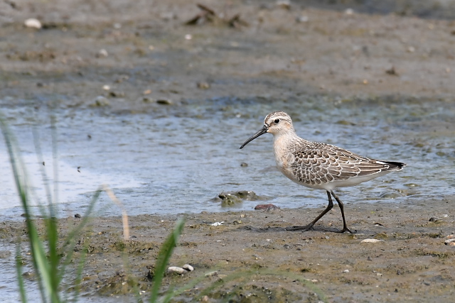 �T���n�}�V�M�@�c��