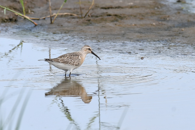 �T���n�}�V�M�@�c��