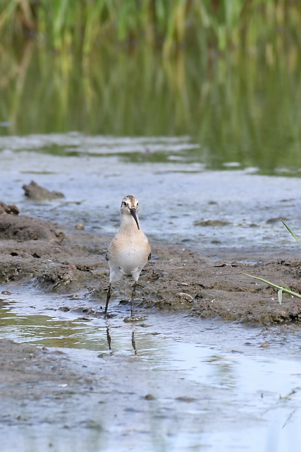 �T���n�}�V�M�@�c��