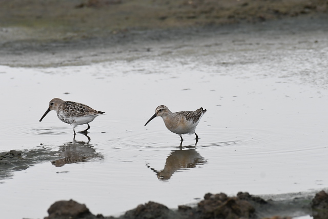 �T���n�}�V�M�@�c��