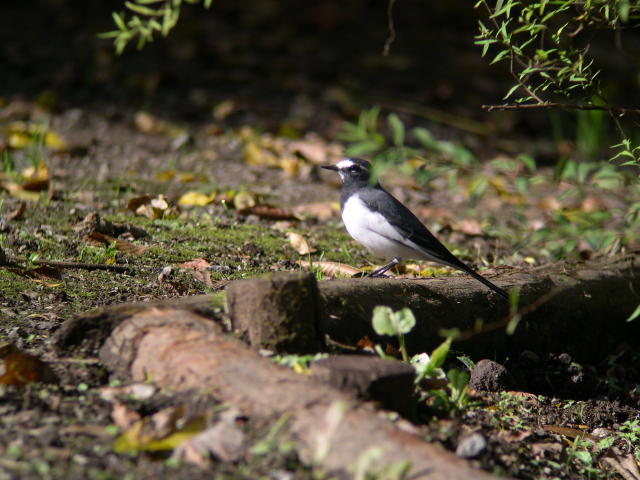 �Z�O���Z�L���C