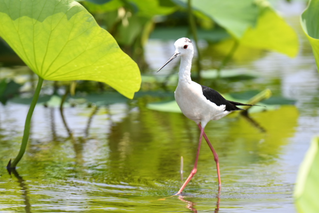 �Z�C�^�J�V�M