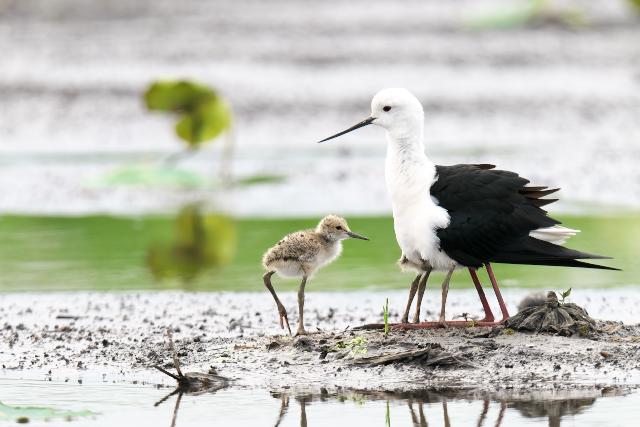 �Z�C�^�J�V�M