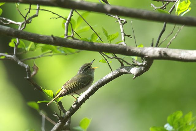 �Z���_�C���V�N�C