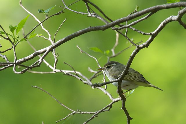 �Z���_�C���V�N�C