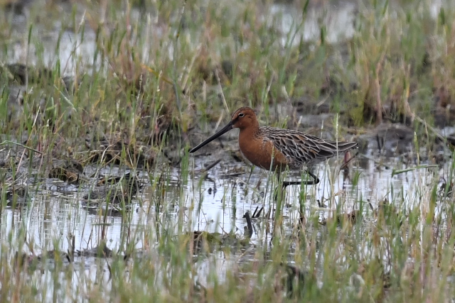 �V�x���A�I�I�n�V�V�M