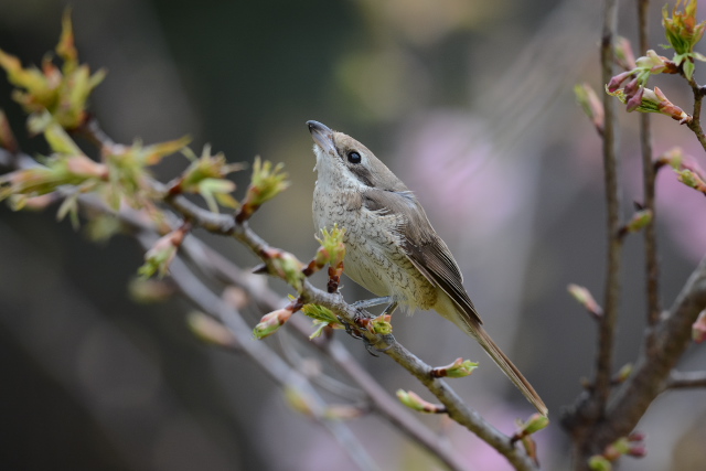 �V�}�A�J���Y