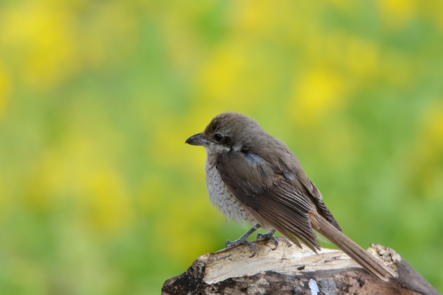 �V�}�A�J���Y