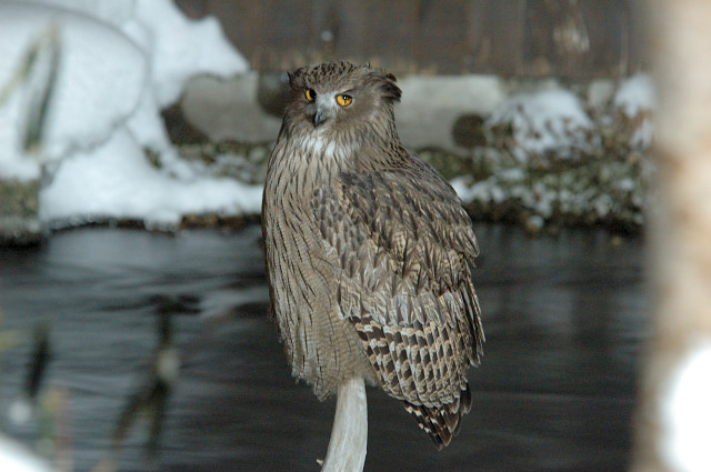 �V�}�t�N���E