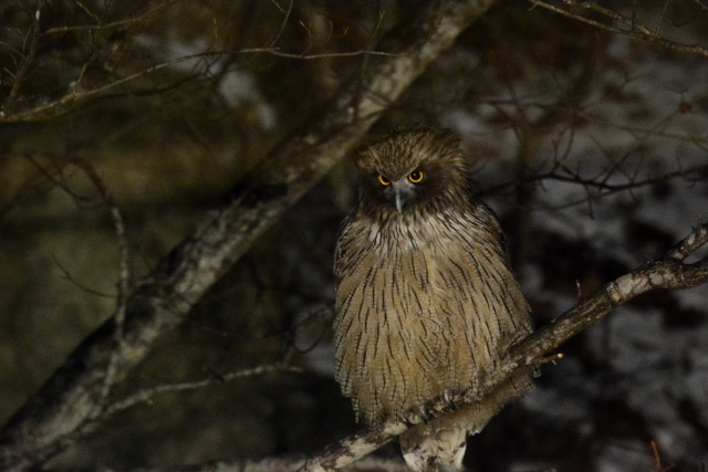 �V�}�t�N���E