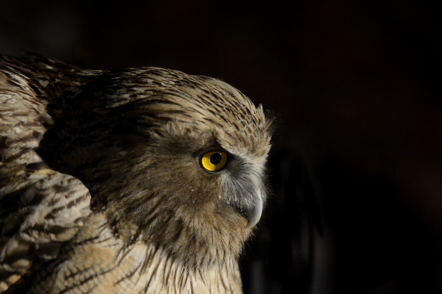 �V�}�t�N���E