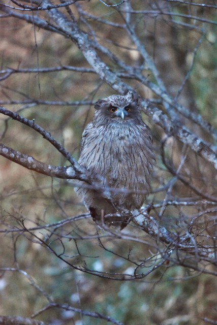 �V�}�t�N���E