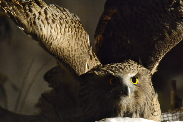 �V�}�t�N���E