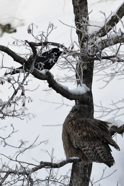 �V�}�t�N���E