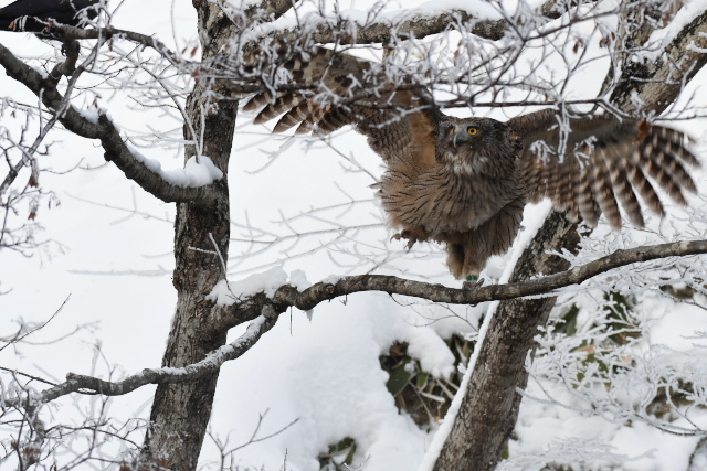 �V�}�t�N���E