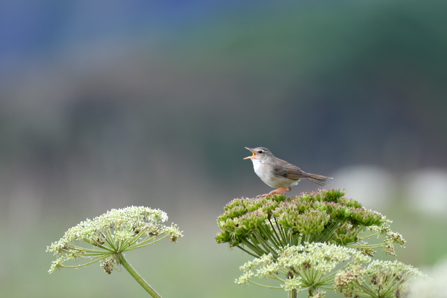 �V�}�Z���j���E