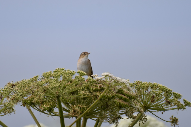 �V�}�Z���j���E