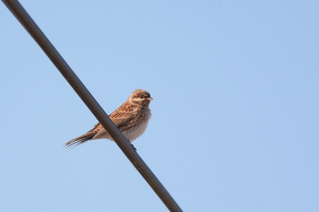 �V���K�z�I�W��