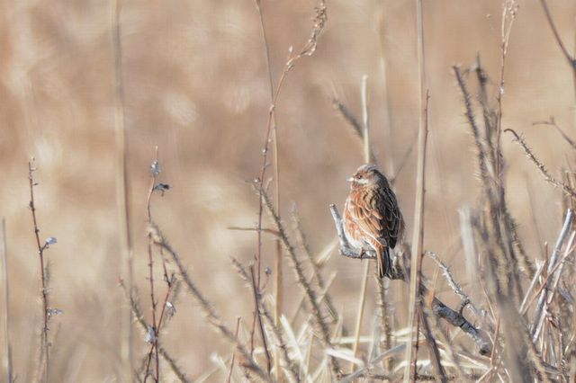 �V���K�z�I�W��