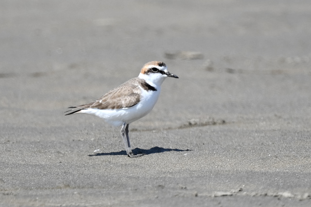 �V���`�h��