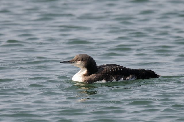 �V���G���I�I�n��