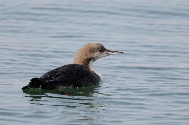 �V���G���I�I�n��