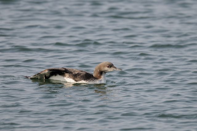 �V���G���I�I�n��