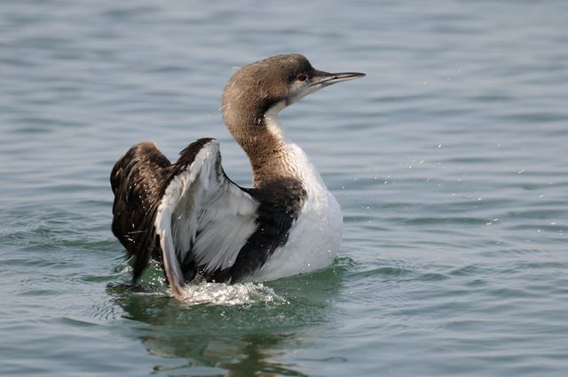 �V���G���I�I�n��