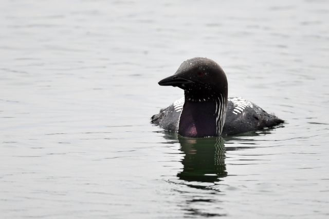 �V���G���I�I�n��