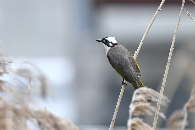 �V���K�V��