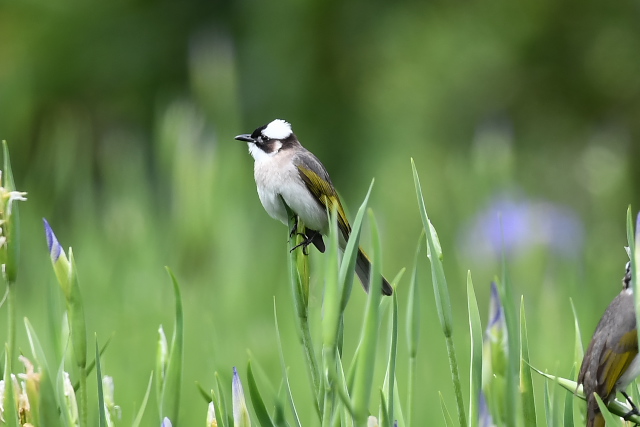 �V���K�V��