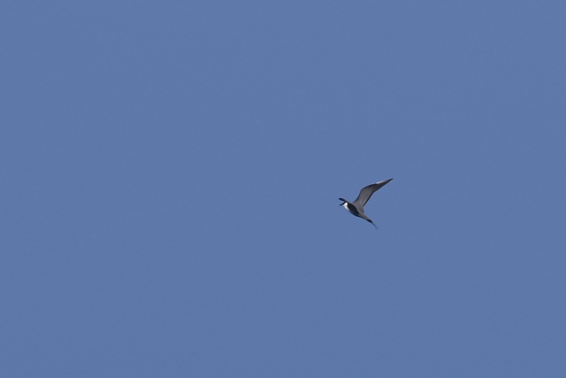 �V���n���g�E�]�N�J����