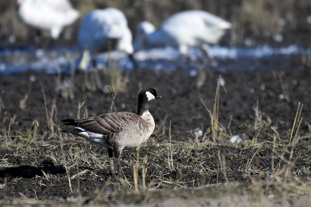 �V�W���E�J���K��