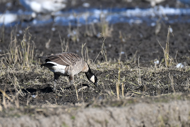 �V�W���E�J���K��