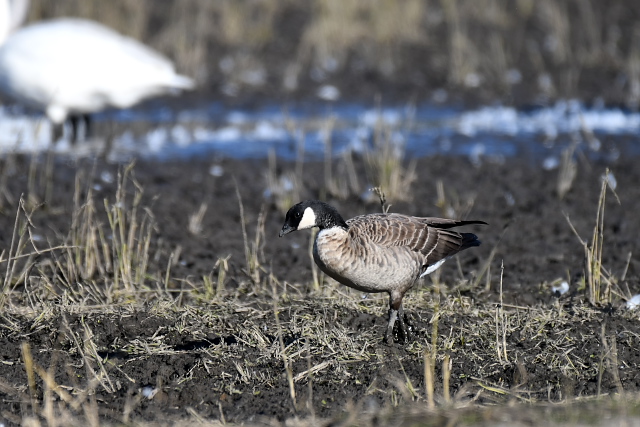 �V�W���E�J���K��