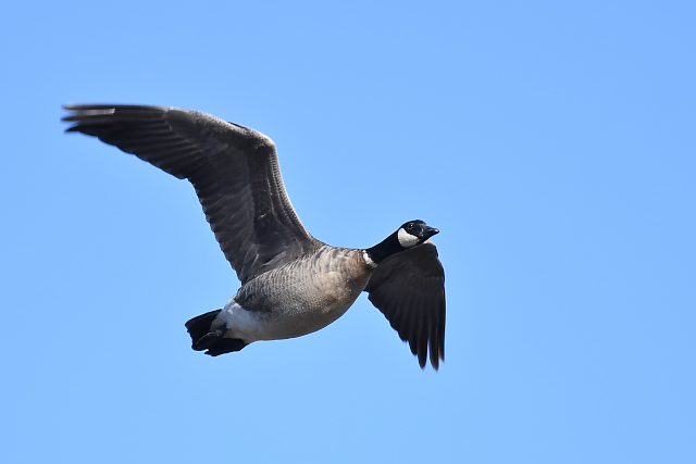 �V�W���E�J���K��