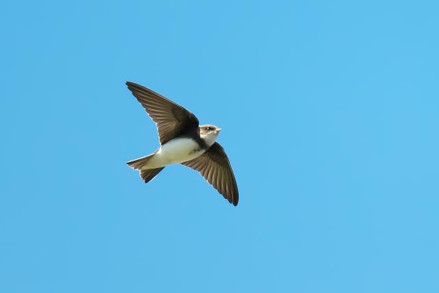 �V���E�h�E�c�o��