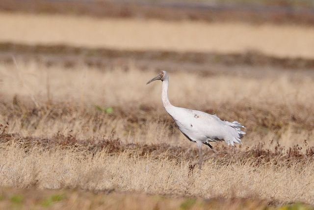 �\�f�O���d��