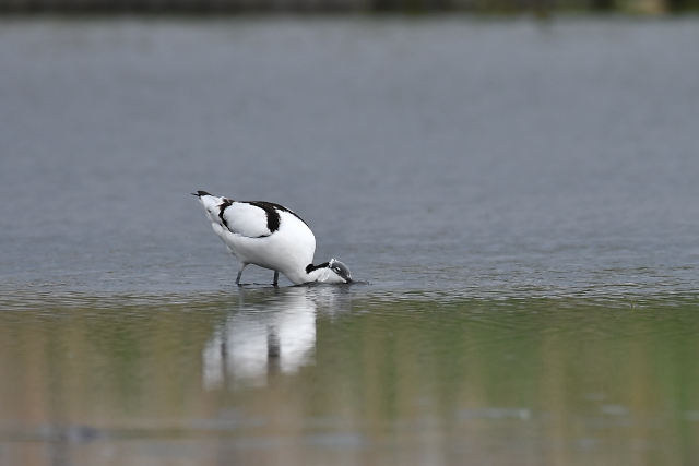 �\���n�V�Z�C�^�J�V�M