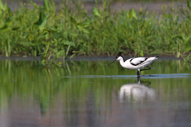 �\���n�V�Z�C�^�J�V�M