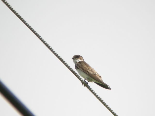 �V���E�h�E�c�o��