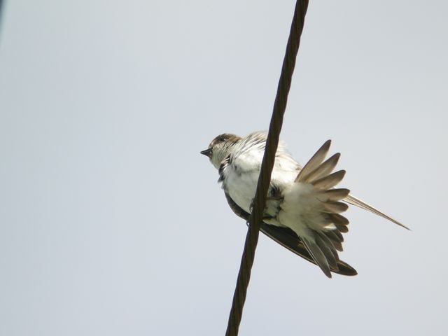 �V���E�h�E�c�o��